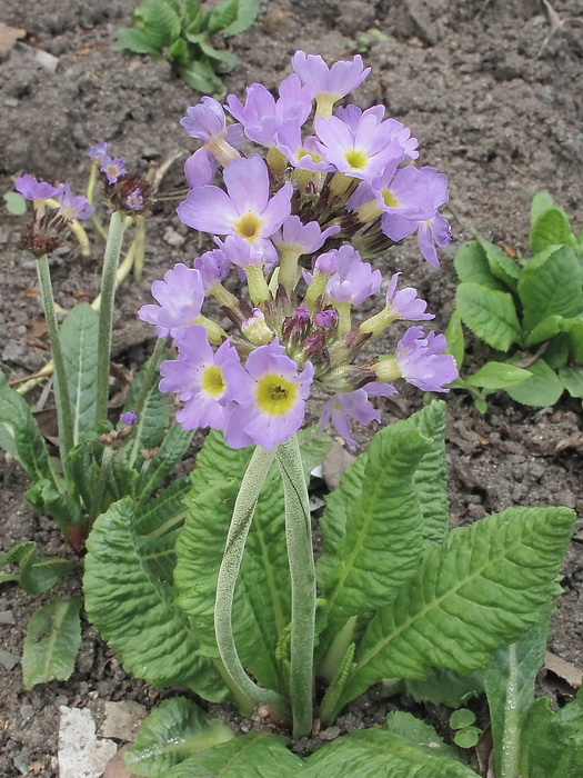 Image of genus Primula specimen.