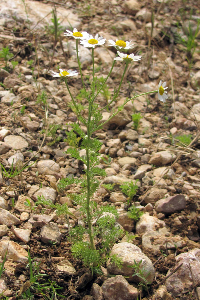 Image of Anthemis cotula specimen.