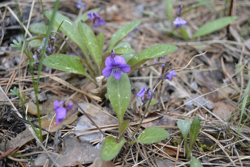 Image of Viola gmeliniana specimen.