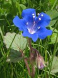 Phacelia campanularia