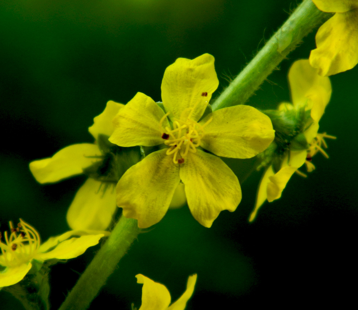 Изображение особи Agrimonia eupatoria.