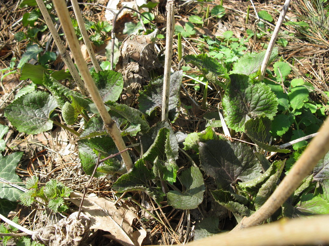 Изображение особи Lunaria rediviva.