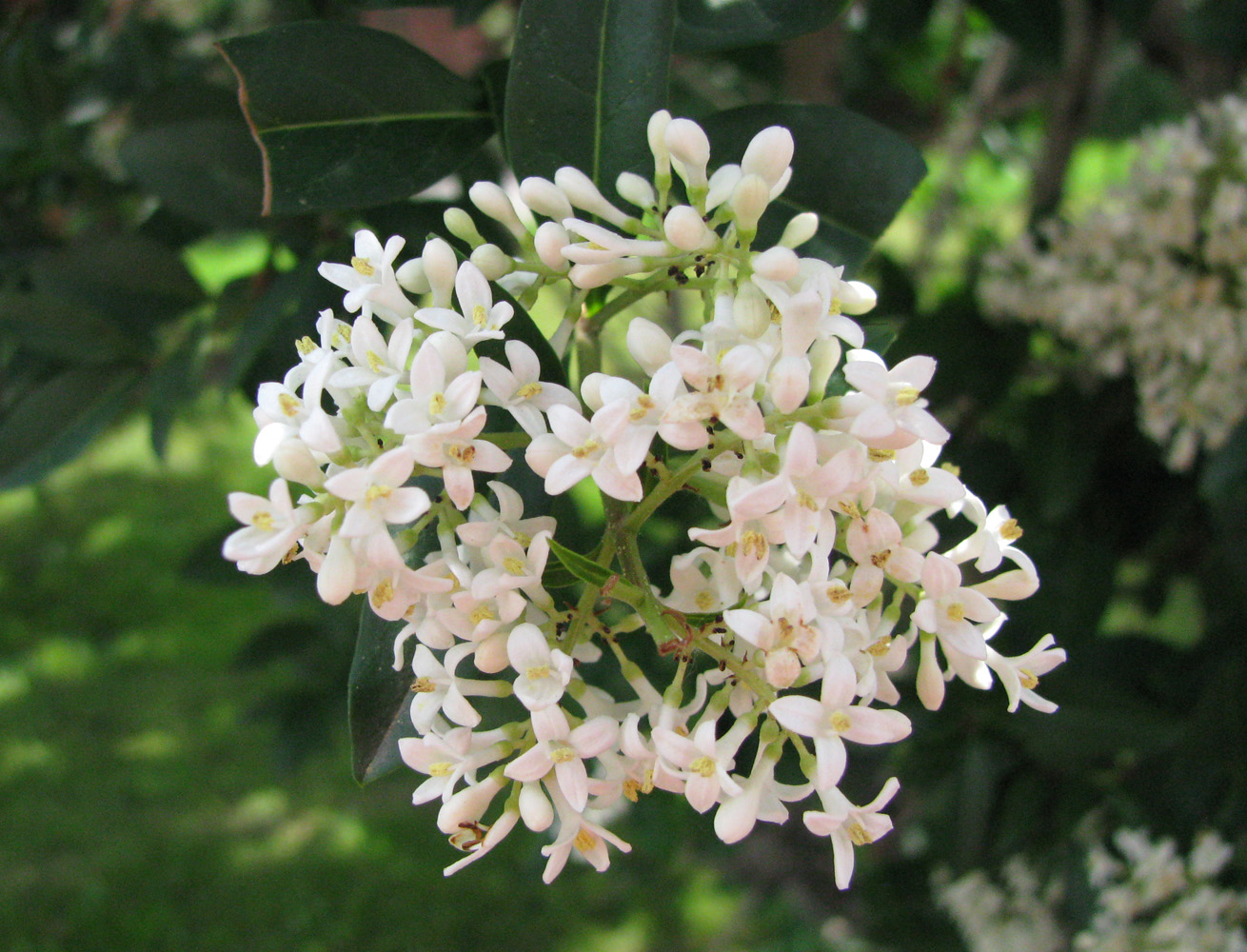 Image of Ligustrum vulgare specimen.