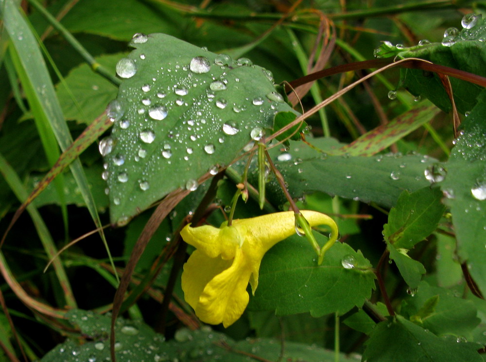 Image of Impatiens noli-tangere specimen.