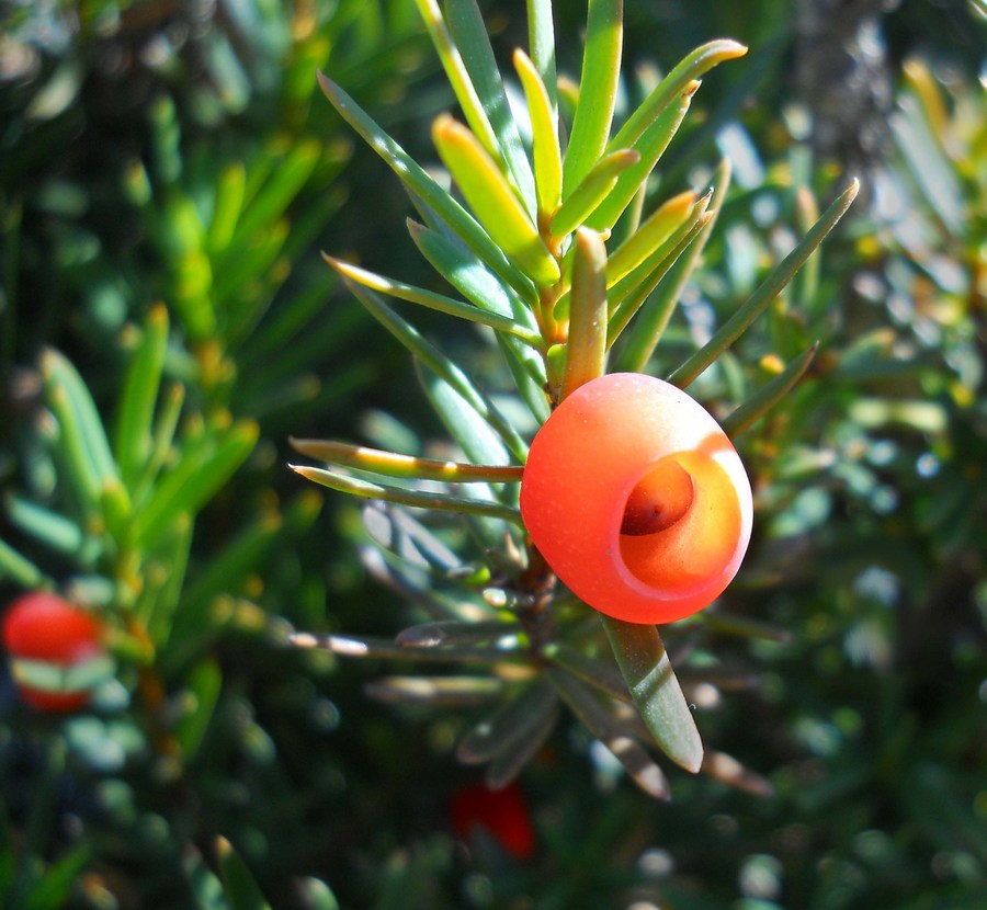 Image of Taxus baccata specimen.