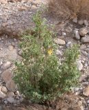 Abutilon fruticosum. Цветущее растение. Israel, Judean Desert. Декабрь 2006 г.