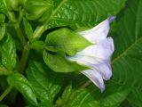 Nicandra physalodes