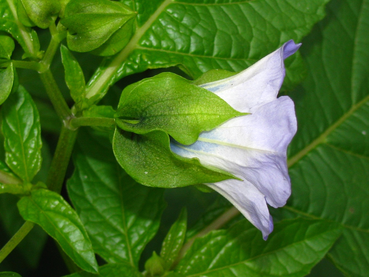 Изображение особи Nicandra physalodes.