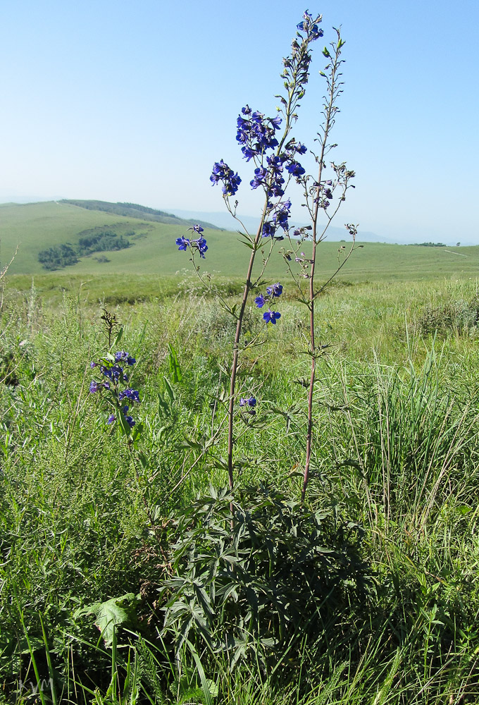 Image of Delphinium dictyocarpum specimen.