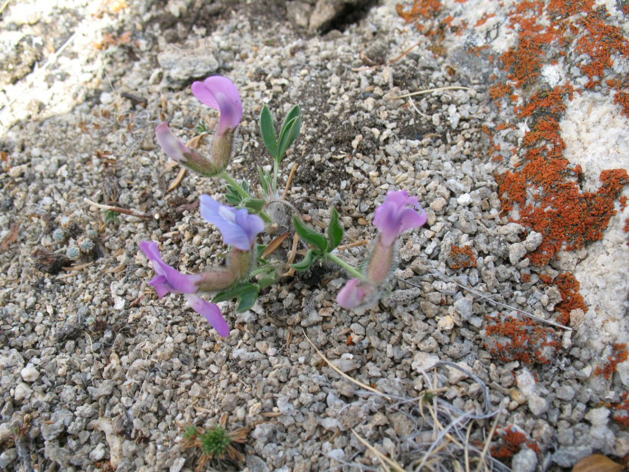 Изображение особи Oxytropis triphylla.