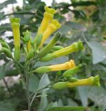 Nicotiana glauca