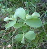 Salix aurita. Верхушка ветви. Украина, г. Запорожье, возле оз. Кушугум. 04.05.2013.