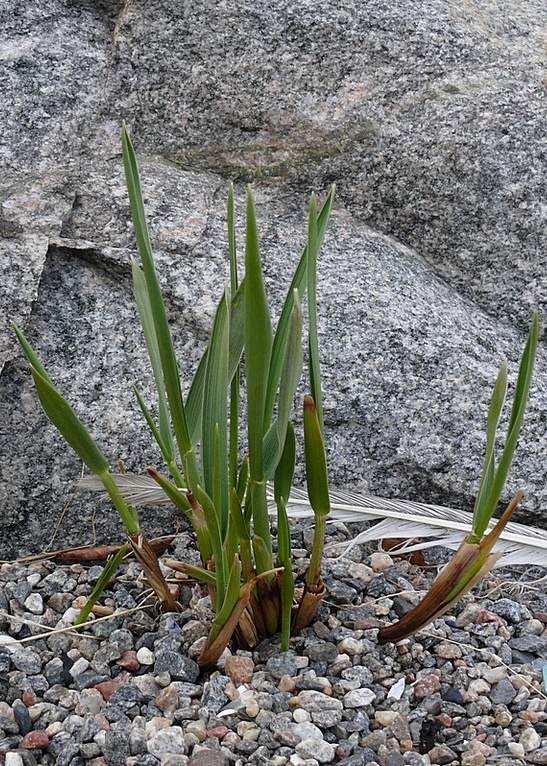 Image of Leymus arenarius specimen.