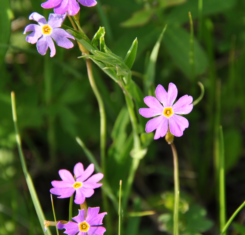 Image of Primula nutans specimen.