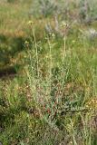 Hypericum scabrum