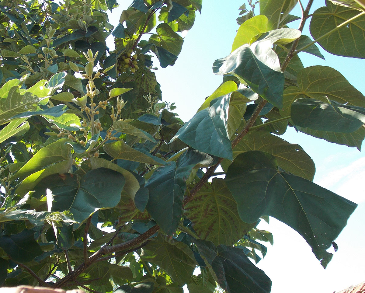 Палония (Paulownia tomentosa) адамово дерево