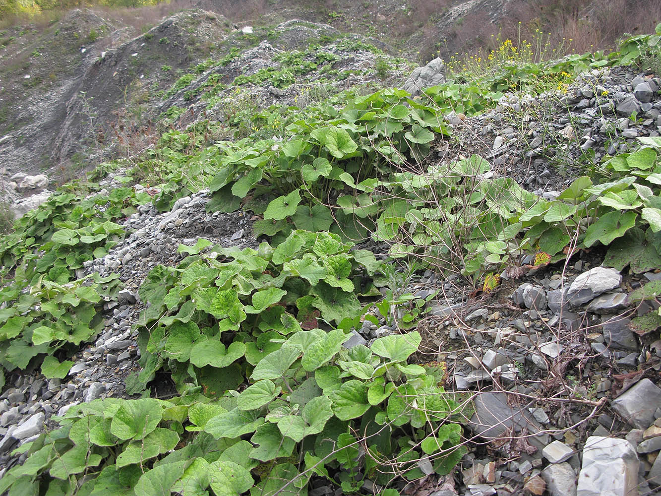 Image of Tussilago farfara specimen.