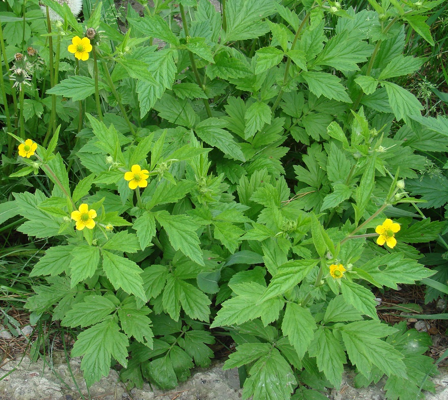 Image of Geum aleppicum specimen.