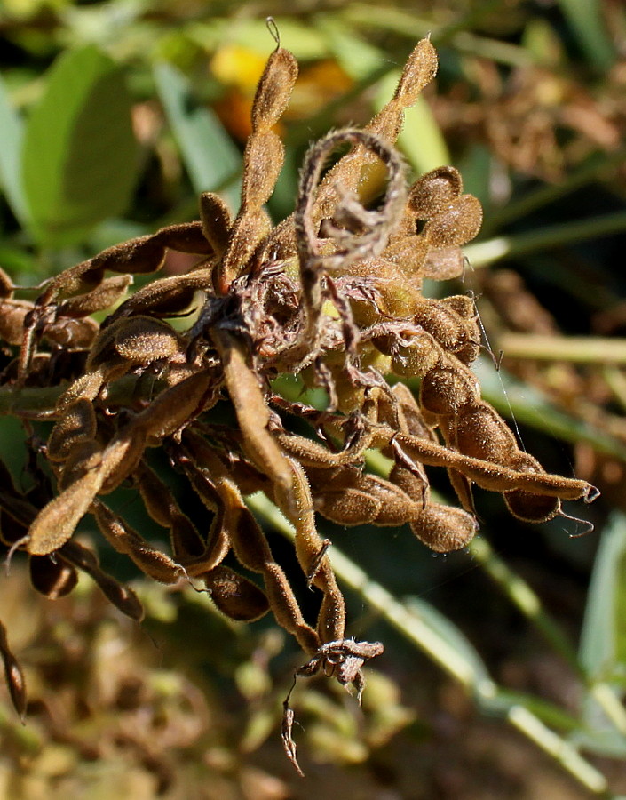 Image of Desmodium obtusum specimen.