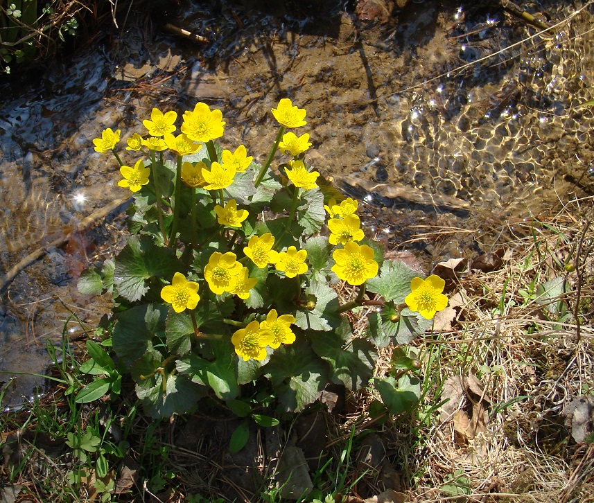 Image of Caltha palustris specimen.