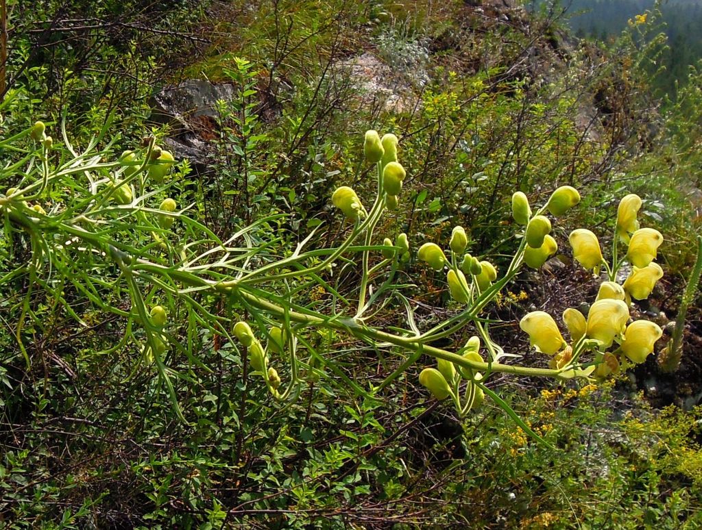 Изображение особи Aconitum anthoroideum.