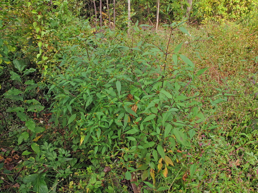 Image of Bidens frondosa specimen.