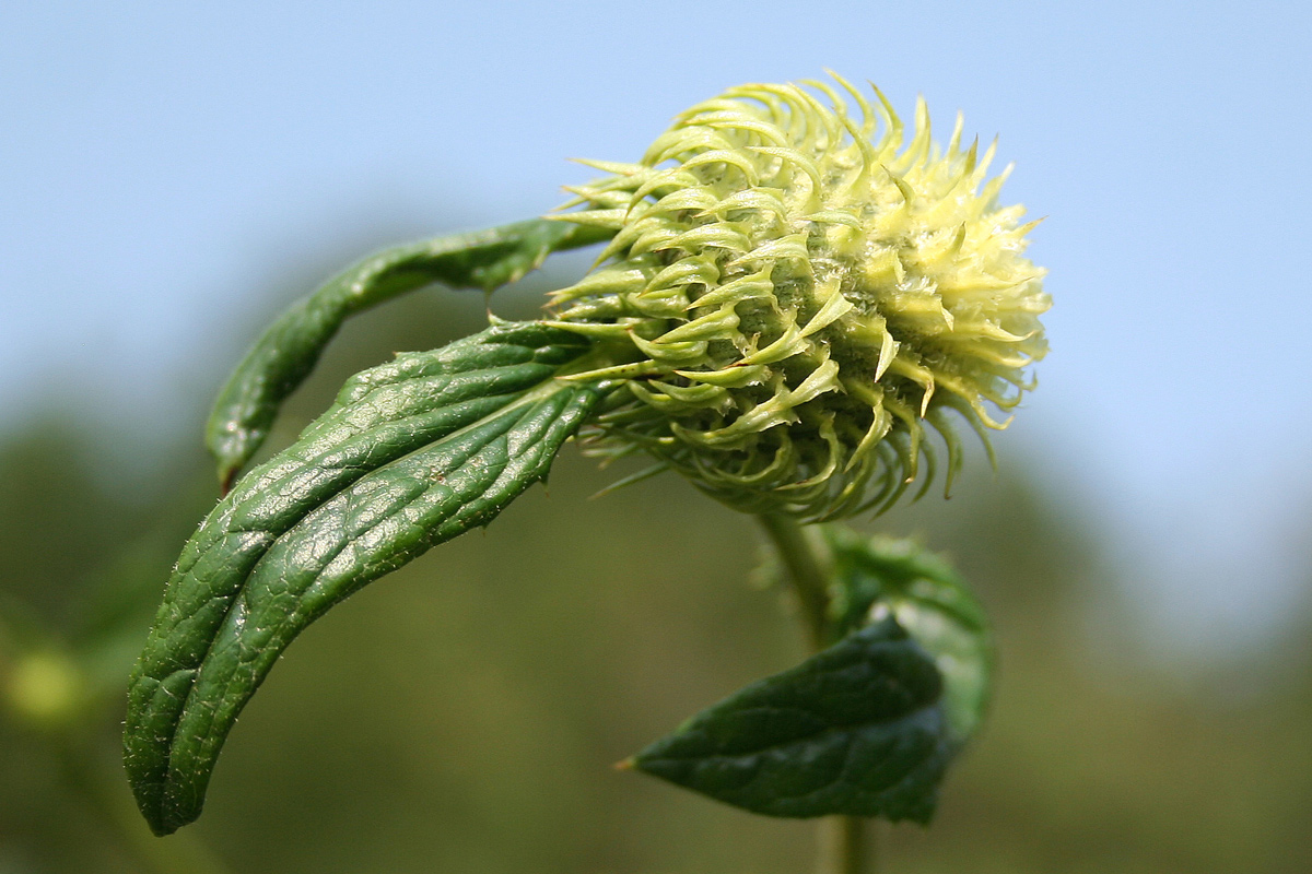 Image of Alfredia cernua specimen.