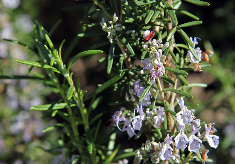 Image of Rosmarinus officinalis specimen.