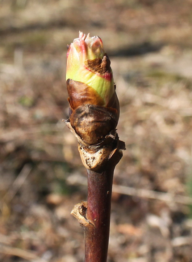 Image of Paeonia delavayi specimen.