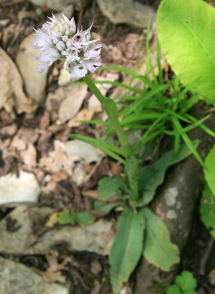 Image of Neotinea tridentata specimen.