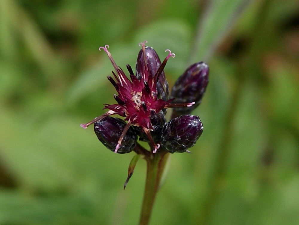 Image of Saussurea triangulata specimen.