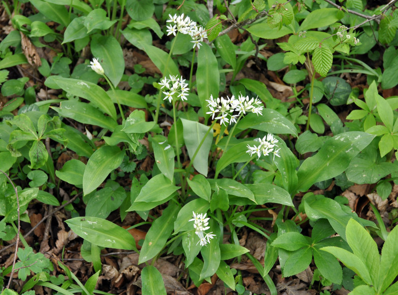 Изображение особи Allium ursinum.