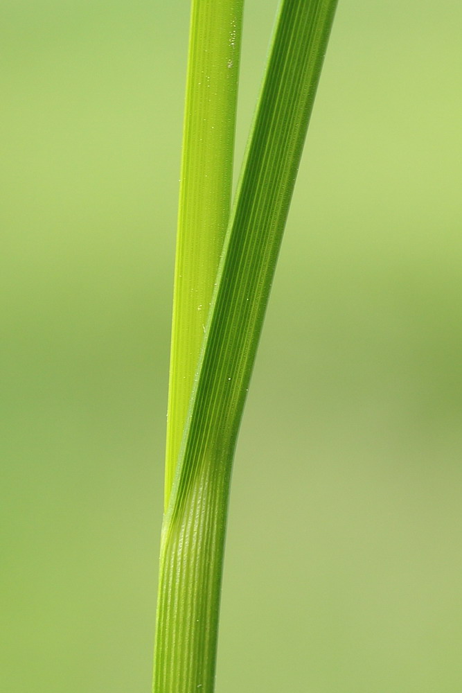 Image of Bolboschoenus planiculmis specimen.