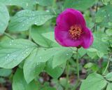 Paeonia caucasica. Цветок и листья с капельками дождя. Адыгея, левый берег р. Белая, вдоль тропы из пос. Каменномостовский до водопадов Руфабго. 27.04.2013.