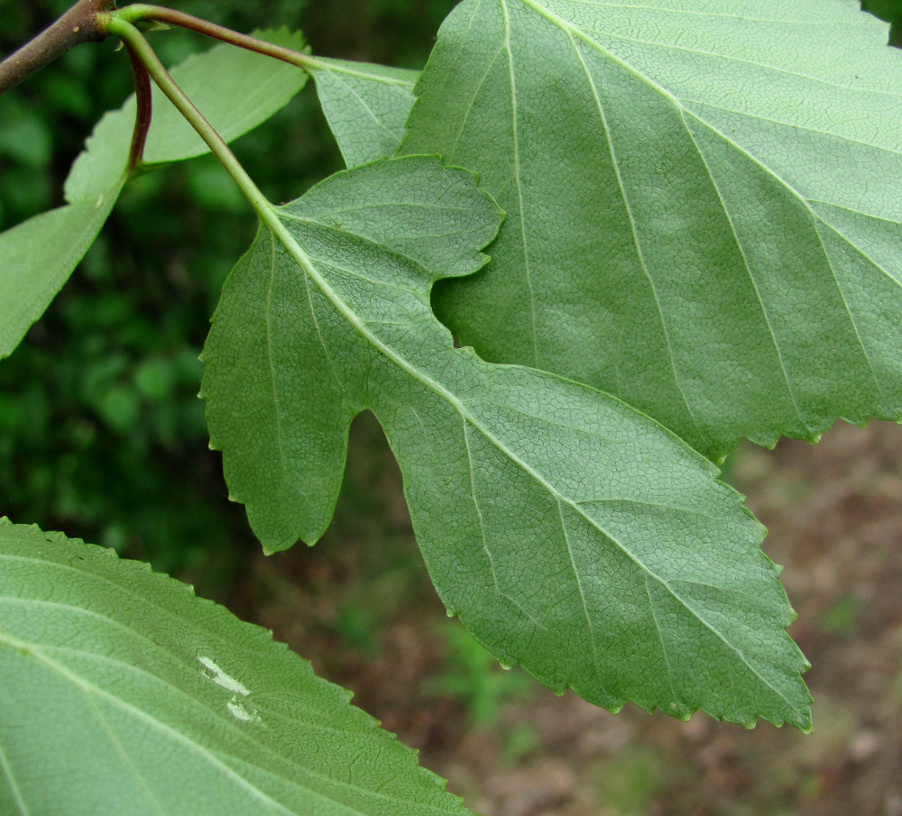 Image of Betula pubescens specimen.