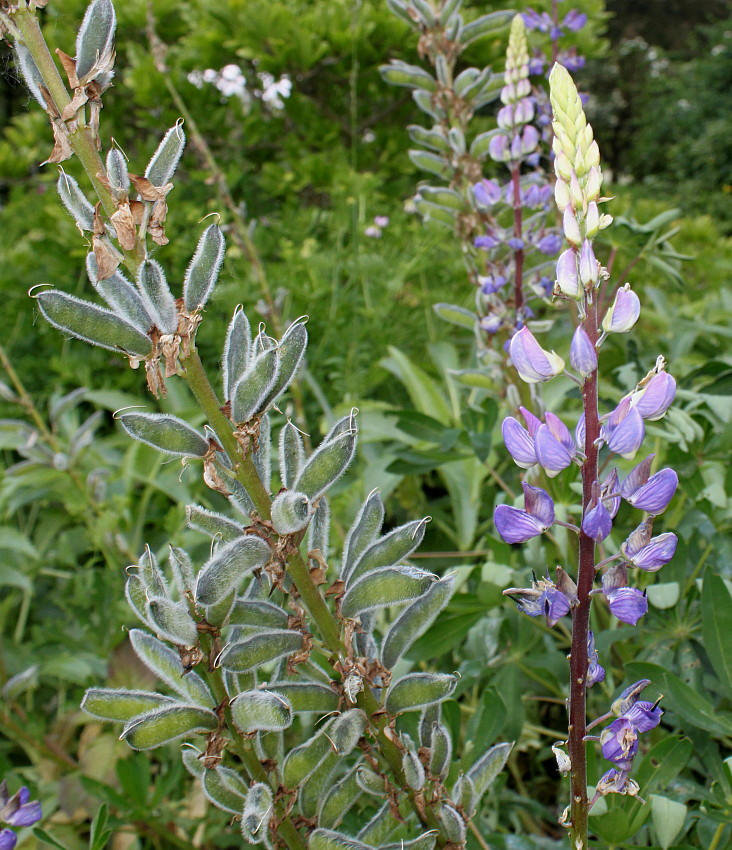 Image of Lupinus polyphyllus specimen.