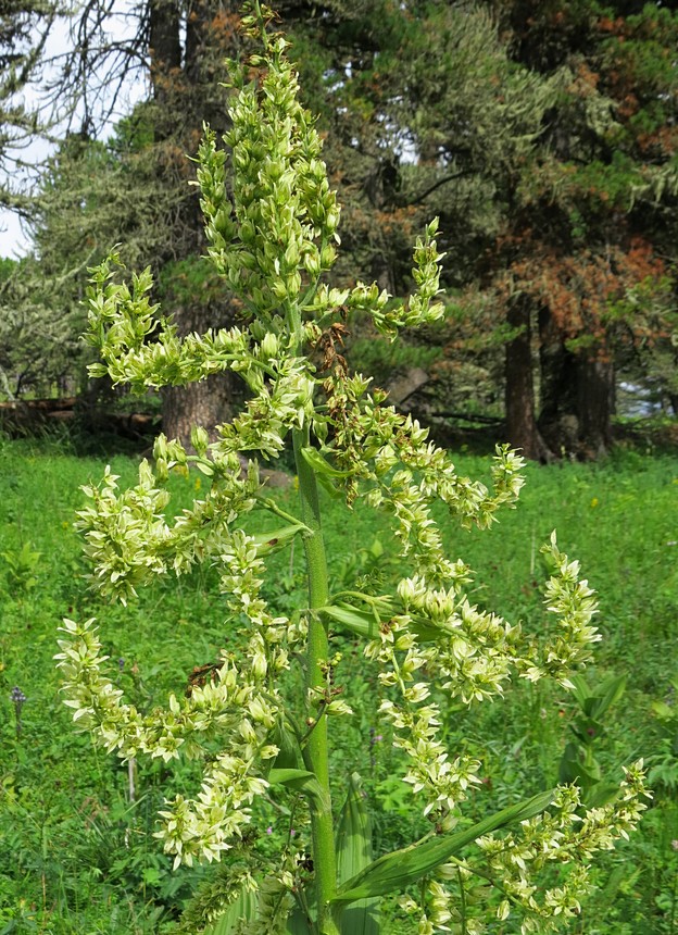 Изображение особи Veratrum lobelianum.