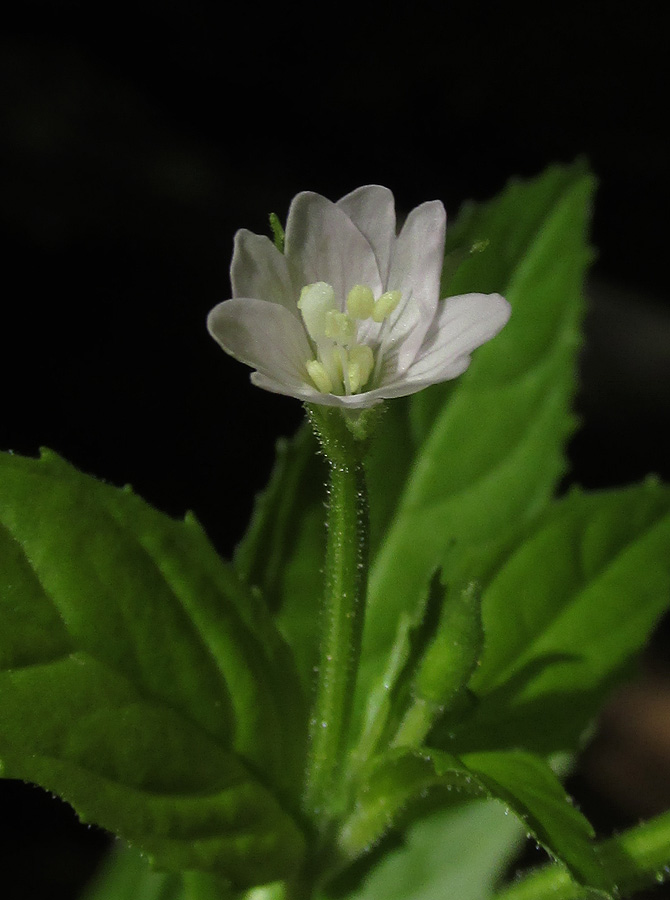 Изображение особи Epilobium montanum.