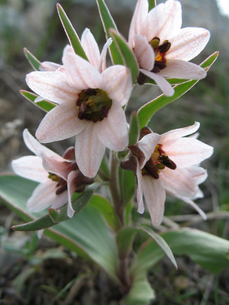 Image of Rhinopetalum stenantherum specimen.