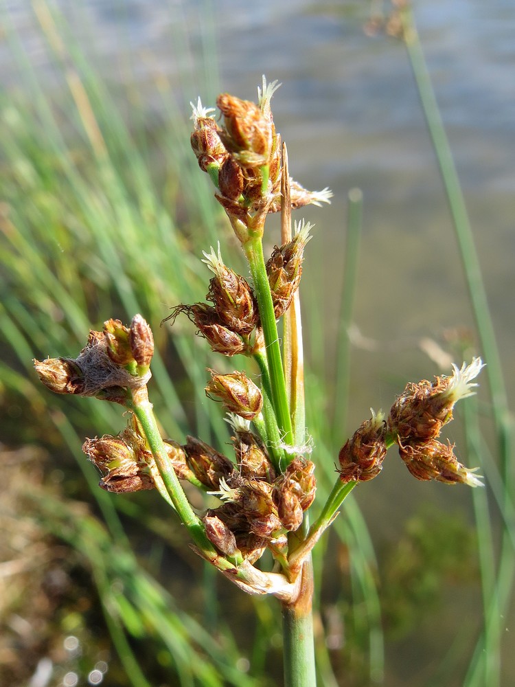 Image of Schoenoplectus tabernaemontani specimen.