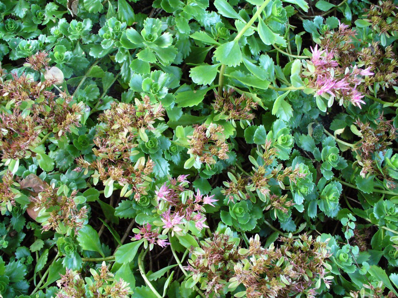 Image of Sedum spurium specimen.