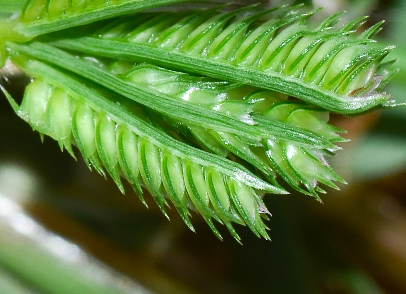 Изображение особи Dactyloctenium aegyptium.