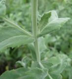 Mentha longifolia