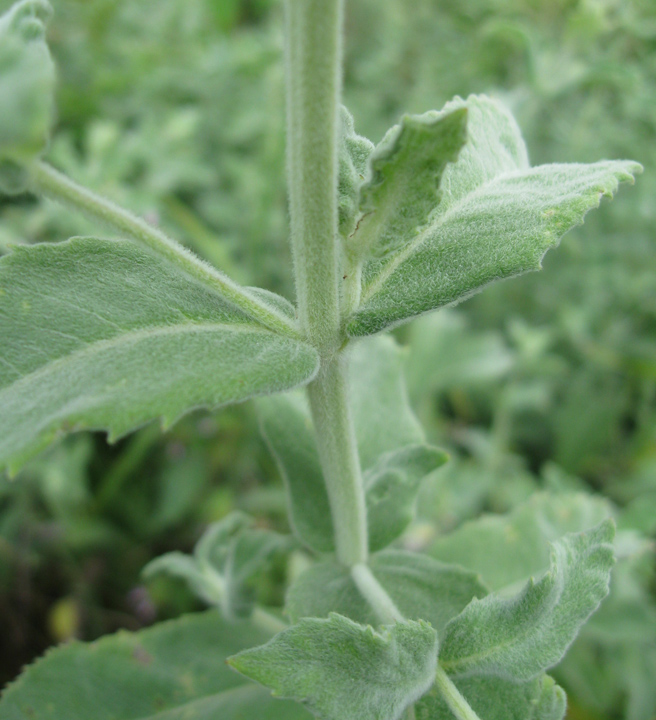 Image of Mentha longifolia specimen.