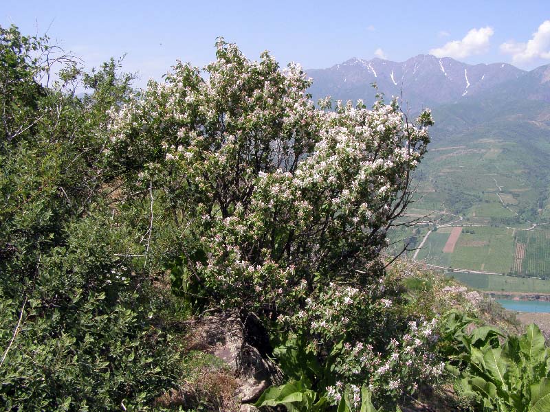 Image of Lonicera nummulariifolia specimen.