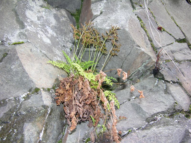 Image of Cryptogramma acrostichoides specimen.