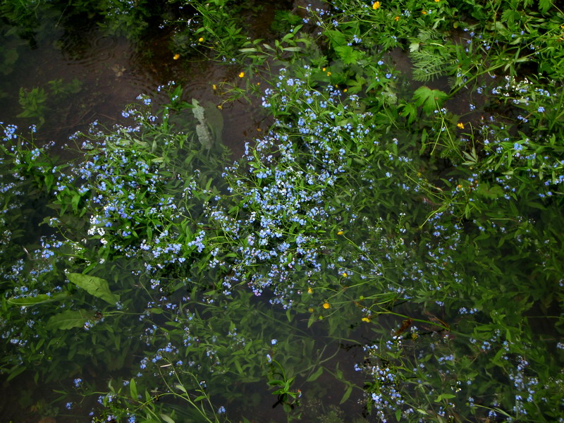 Изображение особи Myosotis palustris.