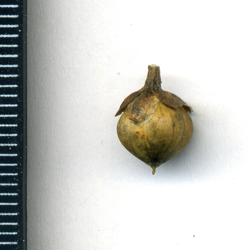 Image of Convolvulus arvensis specimen.