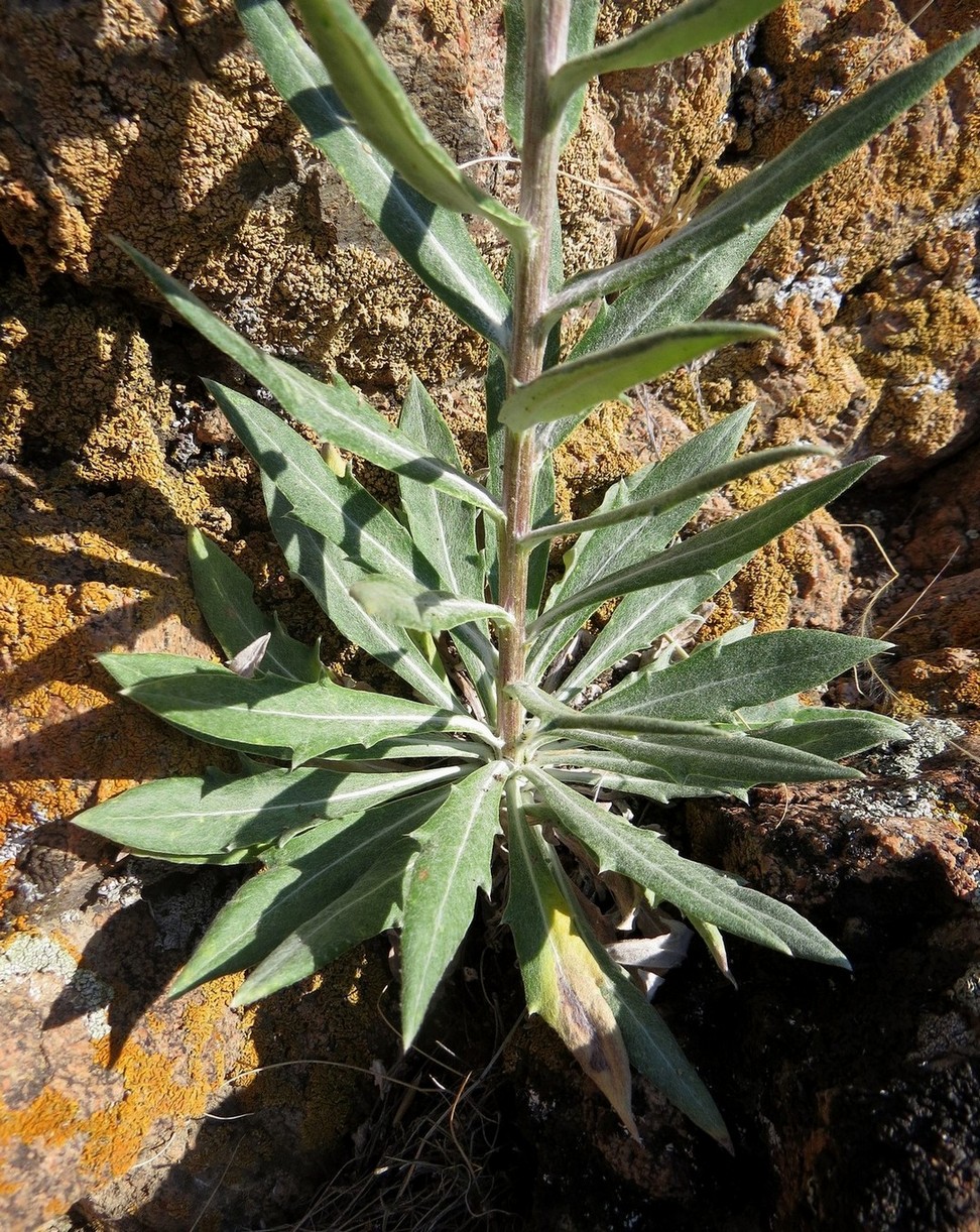 Изображение особи Echinops integrifolius.