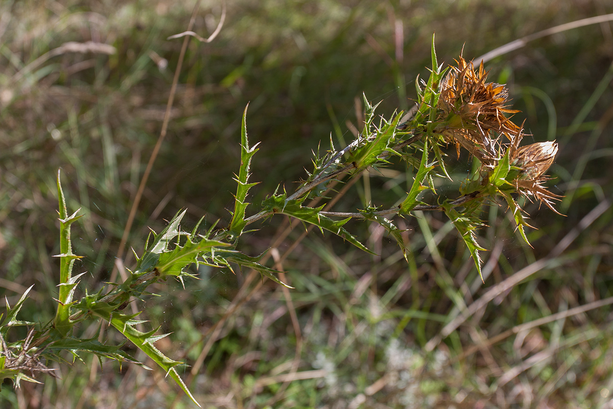 Image of Carlina corymbosa specimen.